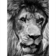 Πόστερ LION CLOSE UP BW - Ζωα Sticky 2