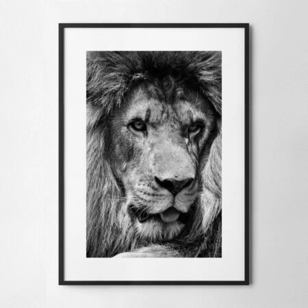 Πόστερ LION CLOSE UP BW - Ζωα