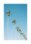 Πόστερ PALM TREES IN BLUE SKY