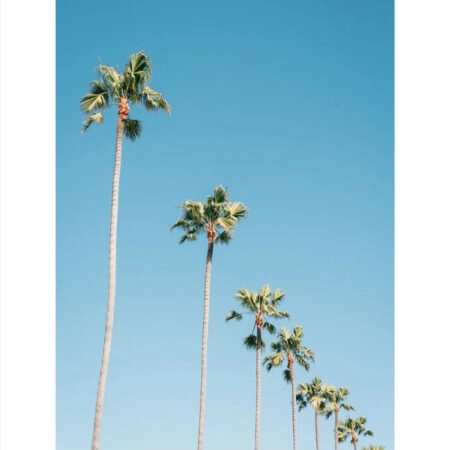 Πόστερ PALM TREES IN BLUE SKY - Τοπια - Φυση Sticky 2