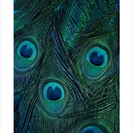 Πόστερ PEACOCK FEATHERS - Ζωα Sticky 2