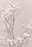 Πόστερ SPRING WHITE FLOWERS