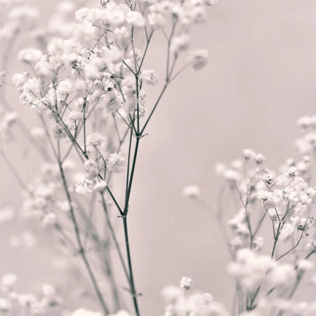 Πόστερ SPRING WHITE FLOWERS - Botanical - Λουλούδια Sticky 2