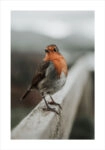Πόστερ TAME ROBIN