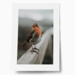 Πόστερ TAME ROBIN