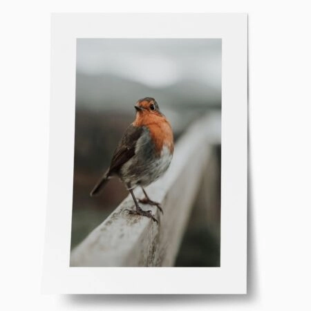 Πόστερ TAME ROBIN - Ζωα Sticky 1