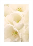 Πόστερ WHITE TULIP FLOWERS