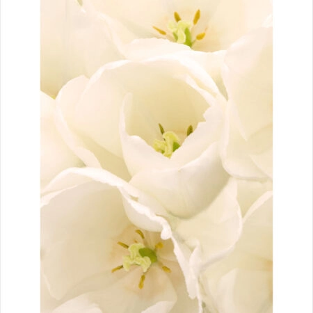 Πόστερ WHITE TULIP FLOWERS - Botanical - Λουλούδια Sticky 2