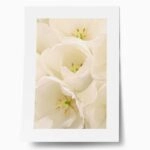 Πόστερ WHITE TULIP FLOWERS