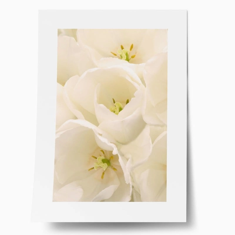 Πόστερ WHITE TULIP FLOWERS