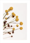 Πόστερ YELLOW DRY FLOWERS