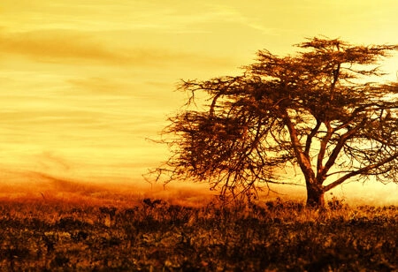 Πίνακας Πανοραμικός AFRICAN TREE - Υπαιθρος Sticky 9