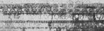 Πίνακας Πανοραμικός σε καμβά ANCIENT GREEK INSCRIPTION