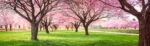 Πίνακας Πανοραμικός σε καμβά CHERRY BLOSSOM TREES ALLEY IN GARDEN