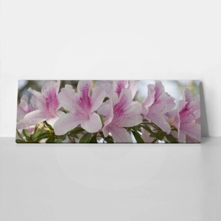 Πίνακας Πανοραμικός σε καμβά GROUP OF PINK AZALEAS - Floral - Λουλουδια Sticky 1