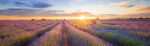 Πίνακας Πανοραμικός σε καμβά LAVENDER FIELD IN VALENSOLE