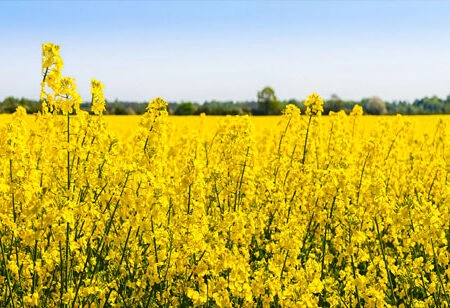 Πίνακας Πανοραμικός σε καμβά RAPESEED FLOWERS IN SPRINGTIME - Υπαιθρος Sticky 8
