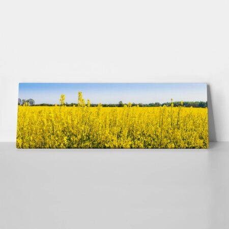 Πίνακας Πανοραμικός σε καμβά RAPESEED FLOWERS IN SPRINGTIME - Υπαιθρος Sticky 1