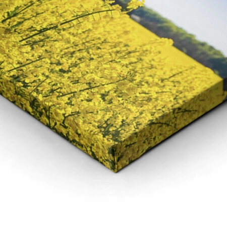 Πίνακας Πανοραμικός σε καμβά RAPESEED FLOWERS IN SPRINGTIME - Υπαιθρος Sticky 5