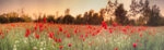 Πίνακας Πανοραμικός σε καμβά RED POPPY FIELD