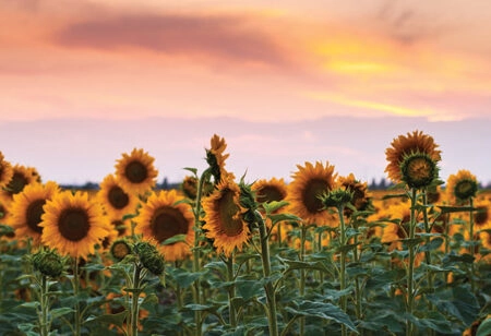 Πίνακας Πανοραμικός SUNFLOWERS SUNSET - Ηλιανθοι Sticky 5