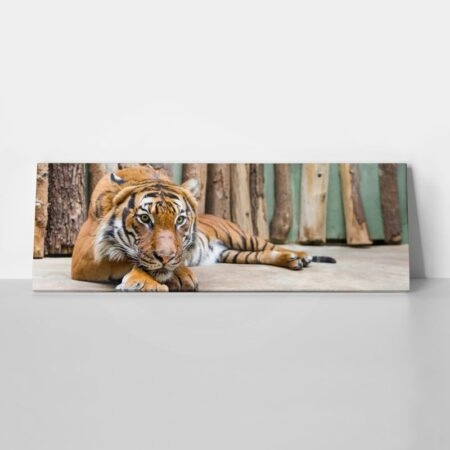 Πίνακας Πανοραμικός TIGER - Ζωα Sticky 1