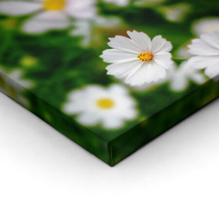 Πίνακας Πανοραμικός WHITE FLOWERS - Μαργαριτες Sticky 2