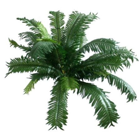 ΡΙΖΑ ΤΣΙΚΑ 50xY40cm - Πρασινάδες - Κρεμαστά φυτά
