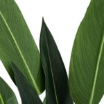 STRELITZIA 20028 Τεχνητό Διακοσμητικό Φυτό  Στρελίτσια - Πουλί του Παραδείσου Υ120cm
