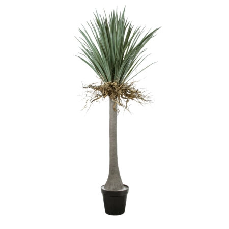 BEAUCARNEA PALM TREE 20047 Τεχνητό Διακοσμητικό Φυτό Κυρτόφυλλος Μπουκαρνέα Υ200cm - Τεχνητοι Φοινικες