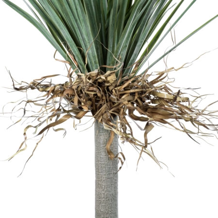 BEAUCARNEA PALM TREE 20047 Τεχνητό Διακοσμητικό Φυτό Κυρτόφυλλος Μπουκαρνέα Υ200cm - Τεχνητοι Φοινικες Sticky 2