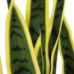 BLOODLEAF DRACAENA TRIFASCIATA 20061 Artificial Decorative Bloodleaf Sansevieria Plant H90cm