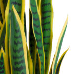 BLOODLEAF DRACAENA TRIFASCIATA 20062 Τεχνητό Διακοσμητικό Φυτό Αιματόφυλλη Σανσεβιέρια Υ100cm
