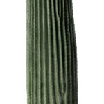CARNEGIEA CACTUS 20125 Τεχνητό Διακοσμητικό Φυτό Κάκτος Σαγκουάρο Υ85cm