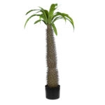 PACHYPODIUM LAMEREI PALM TREE 20129 Τεχνητό Διακοσμητικό Φυτό Φοίνικας της Μαγαδασκάρης Υ105cm
