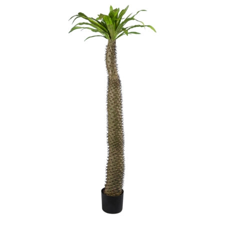 PACHYPODIUM LAMEREI PALM TREE 20130 Τεχνητό Διακοσμητικό Φυτό Φοίνικας της Μαγαδασκάρης Υ175cm - Τεχνητοι Φοινικες