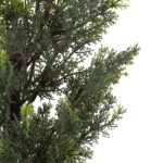 LEMON CYPRESS 20151 Τεχνητό Διακοσμητικό Φυτό Λεμονόκυπάρισσο Υ120cm