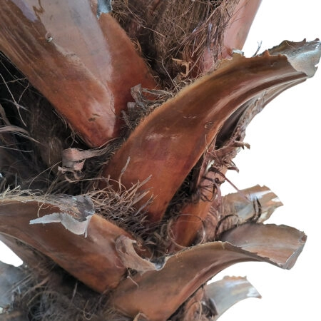 PHOENIX ROEBELENII PALM TREE 20188 Τεχνητό Διακοσμητικό Φυτό Φοινικόδεντρο Ρομπελίνι Εξωτερικού Χώρου IP68 UV Certified Protection Υ400cm - Τεχνητοι Φοινικες Sticky 2