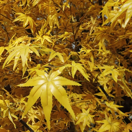 WINTER MAPLE TREE 20364 Τεχνητό Διακοσμητικό Δέντρο Χειμωνιάτικος Σφένδαμος Υ350cm - Τεχνητα Ανθισμένα Δεντρα Sticky 1