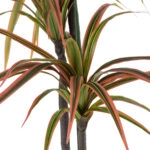 DRAGON BLOOD TREE 20371 - Τεχνητό Διακοσμητικό Φυτό Δράκαινα Υ220cm