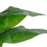BANANA STRELITZIA REGINAE 20381 - Τεχνητό Διακοσμητικό Φυτό Μπανανιά - Στρελίτσια - Πουλί του Παραδείσου Υ230cm