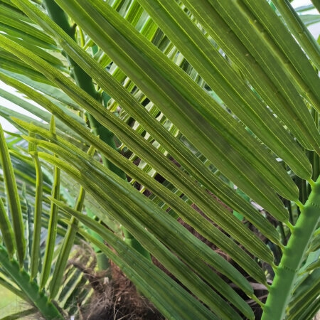 PHOENIX ROEBELENII PALM TREE 20597 Τεχνητό Διακοσμητικό Φυτό Φοινικόδεντρο Ρομπελίνι Εξωτερικού Χώρου IP68 UV Certified Protection Υ600cm - Τεχνητοι Φοινικες Sticky 1
