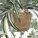 CHLOROPHYTUM COMOSUM HANGING PLANT 20638 Τεχνητό Κρεμαστό Διακοσμητικό Χλωρόφυτο  Y50cm