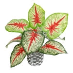 CALADIUM 20891 Τεχνητό Διακοσμητικό Φυτό Τροπικό Φυτό Καλάδιο Φ40 x Υ33cm