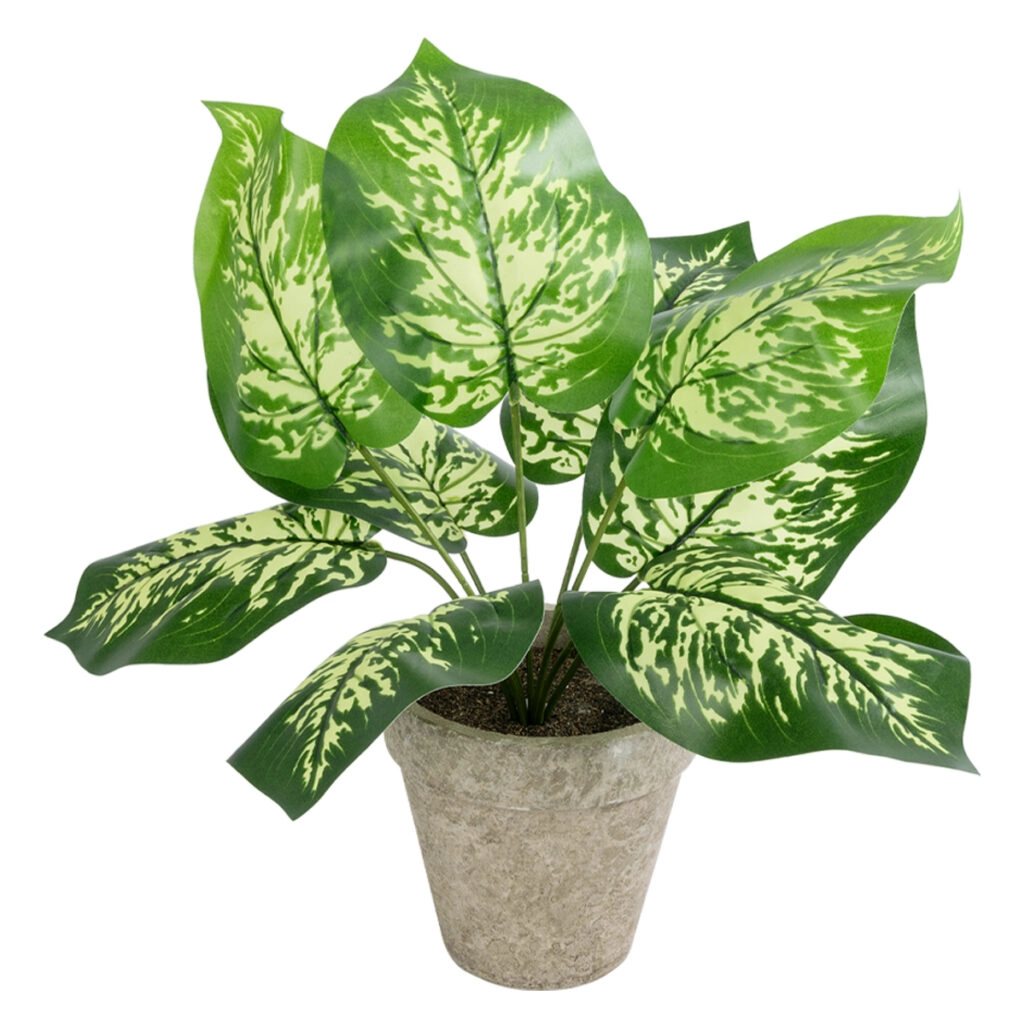 DIEFFENBACHIA POTTED PLANT 20897 Διακοσμητικό Φυτό Διφενμπάχια Φ40 x Υ33cm