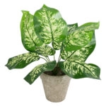 DIEFFENBACHIA POTTED PLANT 20897 Διακοσμητικό Φυτό Διφενμπάχια Φ40 x Υ33cm