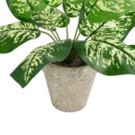 DIEFFENBACHIA POTTED PLANT 20897 Διακοσμητικό Φυτό Διφενμπάχια Φ40 x Υ33cm