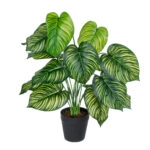 CALATHEA PLANT 20912 Διακοσμητικό Φυτό Καλαθέα Φ55 x Υ75cm