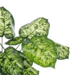 DIEFFENBACHIA PLANT 20914 Διακοσμητικό Φυτό Διφενμπάχια Φ58 x Υ75cm