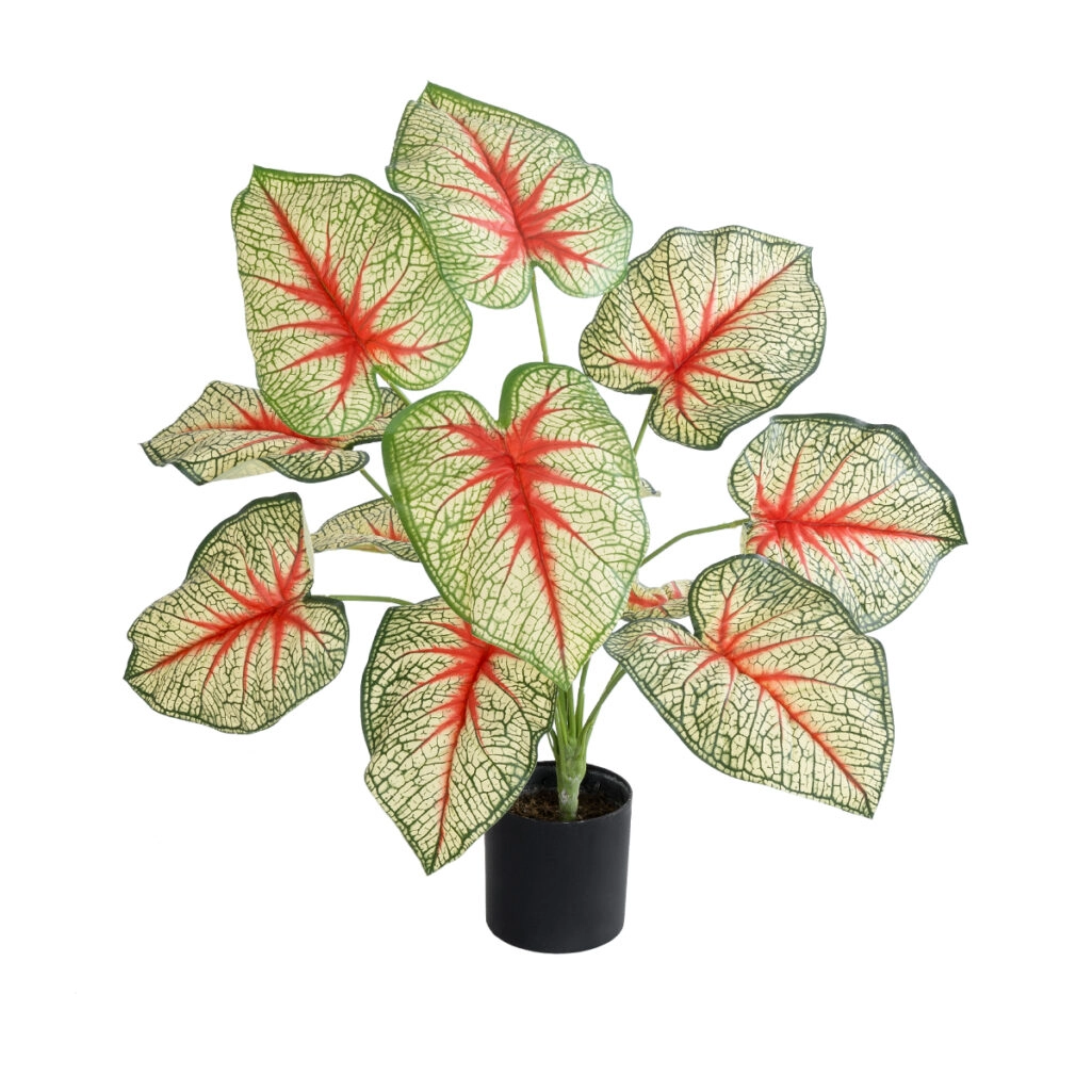 CALADIUM PLANT 20932 Διακοσμητικό Φυτό Καλάντιουμ Φ58 x Υ55cm